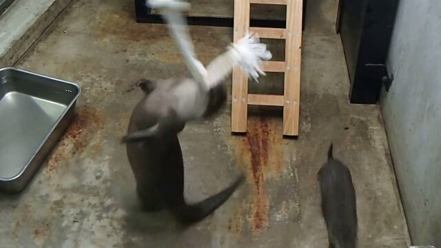 ぶら下がりロープに荒ぶるコツメカワウソのお母さん
