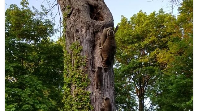 ��Ҥ����ä��ڤ��Фꡢ���˵��륢�饤����