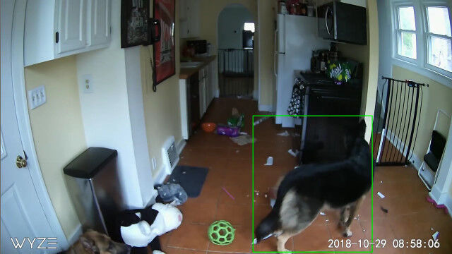 飼い主の留守中、犬がガスコンロを点火。あわや大火事という防犯カメラ映像