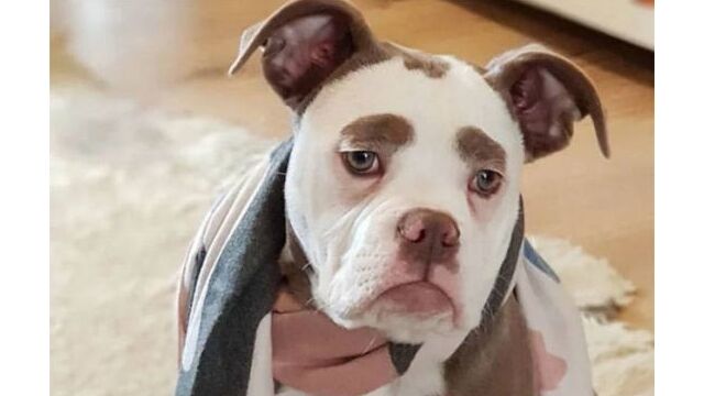 とても立派な眉毛を持つ犬、マダムちゃんが面白かわいい