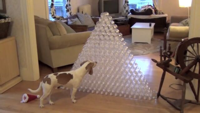 クリスマスプレゼントは210本のペットボトル!驚きつつも大喜びの犬のメイモくん