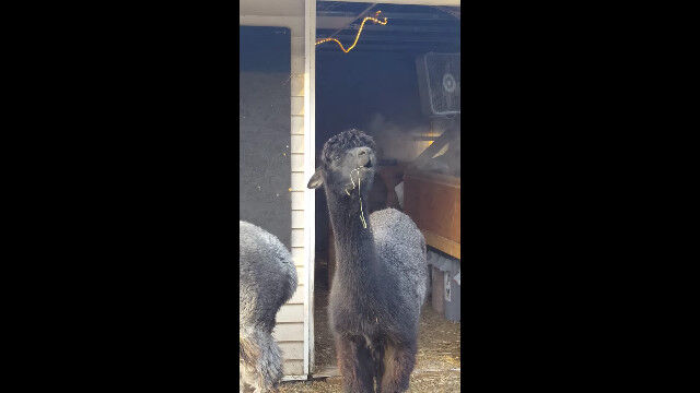 �������Ǥ�©���򤯤ʤä����򤤻��˵��Ť����餷������ѥ�