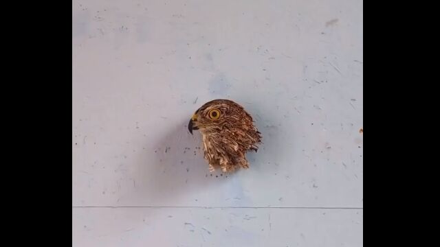 猛禽類の頭部にしか見えないのに、近づくとぜんぜん違うアート