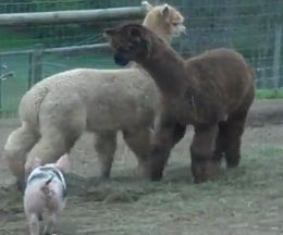 ʻڤݤɤäȶ̣⤢륢ѥ