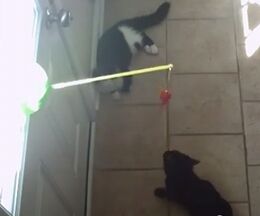 ¥½¡¼¥é¡¼¥Ñ¥ï¡¼¤ÇǤò¾¡¼ê¤Ë¤¸¤ã¤é¤·¤Æ¤¯¤ì¤ë¡¢ÂÀÍÛ¸÷ȯÅÅ¥ª¥â¥Á¥ã¡¡Solar Chasers