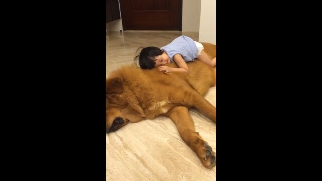超デカくてフワフワでモフモフ!大型犬チベタン・マスティフを抱きまくらにする女の子