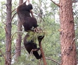 ����ʤ˺٤��ڤ�3Ƭ�⡪�����Ф��ꤹ����ҷ�����