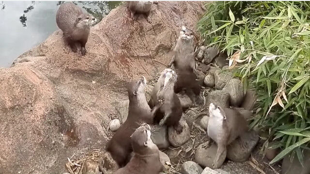 群れでシンクロ。チョウチョを捕まえようと奮闘するカワウソたち