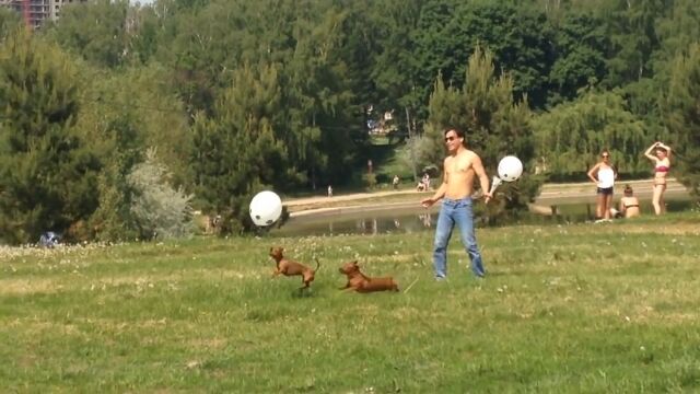 運動させたい犬には風船を一つ、与えておけばいい感じ