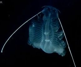 �Ի׵ĤǴ�̯�������餷������ʪ���������ࡢ�����Ȥ��������α���