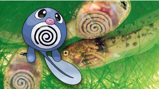 �ݥ����θ��ͥ��Ȥ��Ƽºߤ������Τ�줶��ưʪ��������ӱ���