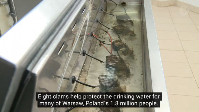 ワルシャワ住民180万人の飲料水を守るため、8個のアサリが力を貸している