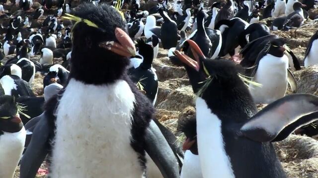 今度はペンギンに擬態だ!ペンギンの生態を至近距離で撮影できるペンギンカメラ