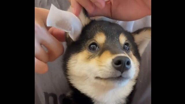 至れり尽くせり、極上のサービスを堪能するワンコ