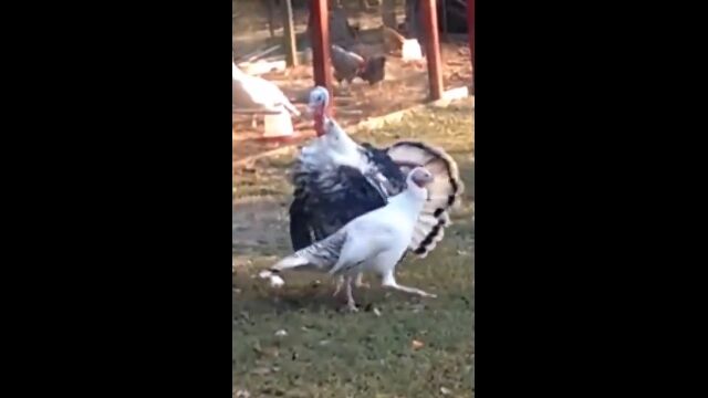 何だこれw 翻弄する七面鳥、翻弄される七面鳥
