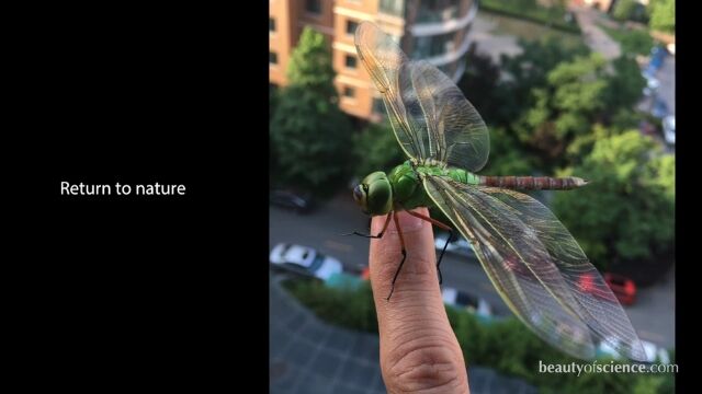 ギュッと縮んだ羽が開いていく。ヤゴからトンボへ羽化する様子を観察した映像