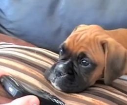 �ޥޤ���Ϥɤ������Ϥ���ɤ�Ѥϸ����ʤ������ä����˺��Ǥ���ܥ�������