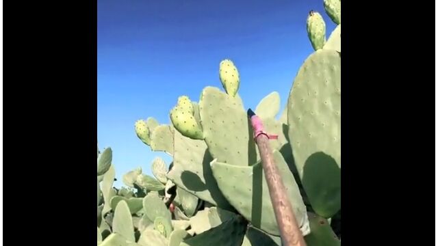 �����掠�ܥƥ�β̼¤���ʬ�򴢤��äƿ��٤뤪������������̣�������٤���ߤ���