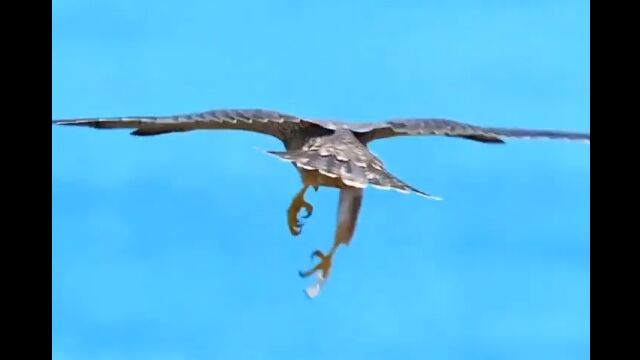 「こうやって掴むぞ！」というイメトレ？準備運動？に余念がないハヤブサ
