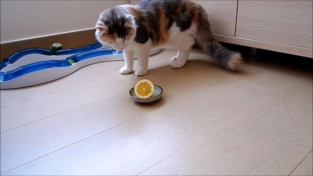 刺激的だからこそ気になっちゃう!レモンの切れ端と戦う猫