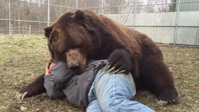 クマみたいな見た目のジムおじさんと、仲良く添い寝するクマのジンボ
