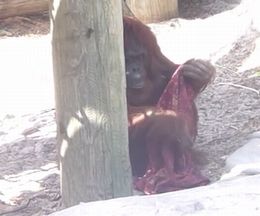 �ʲ���������������뤳�Ȥ�Ф�������󥦡�����