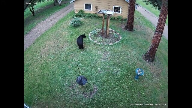 ���˽���줿���ޡ�̿���餬���ڤ��Фä����ƨ���