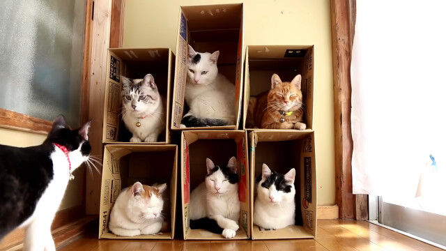 続々あつまる住人たち。猫のためにダンボールで用意した集合住宅