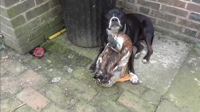 ��ʬ���ǥ�������椬�ҤΤ褦�˰����ޤ�����쥬�⤵��