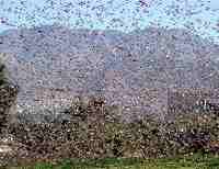 Locusts