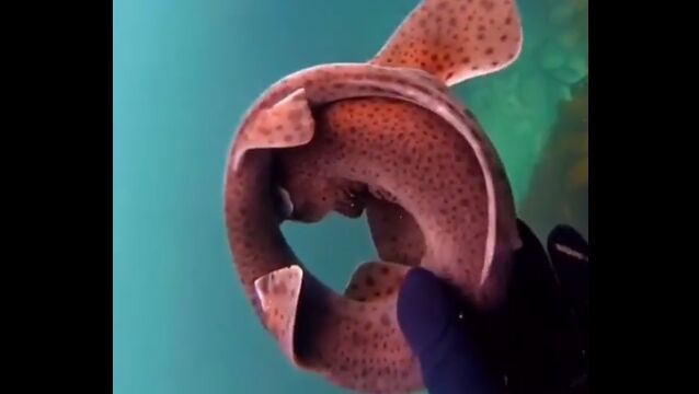 ����⵼�֡��ݤޤä�ư�������ɡ��ʥĤΤդ�򤹤륵��