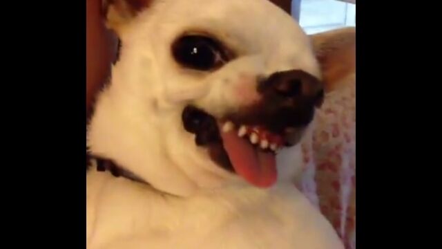 飼い主の少女の歌声が気に入らなかったらしいチワワ犬
