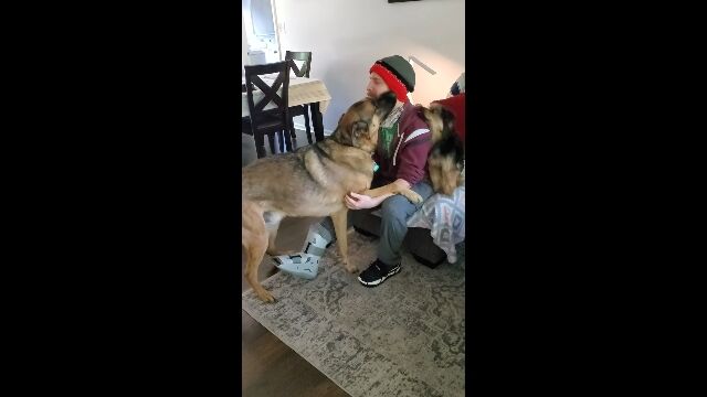 バイク事故による入院から71日ぶりに帰宅。久しぶりに飼い主に会えた愛犬たちの反応