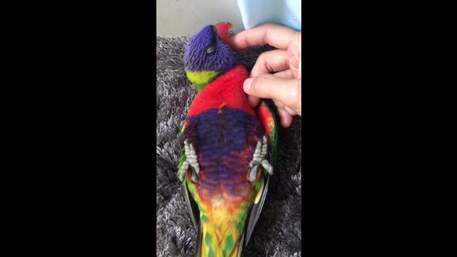 マッサージが心地よすぎて、無防備な仰向け状態で寝てしまうゴシキセイガイインコ