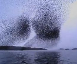 空を埋め尽くして飛び交うムクドリの大群
