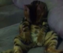 ��ʬ���Ȥ�ޥå�������̴�����Ϥʥ٥󥬥�ǭ