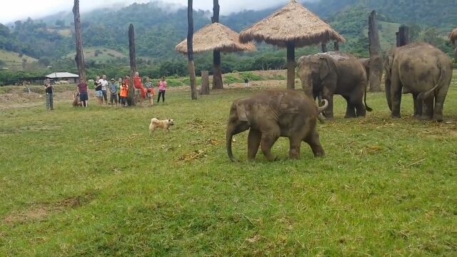 「くそーすばしっこいヤツめ!」犬に追いつけなくてイライラしちゃう赤ちゃんゾウさんが可愛い