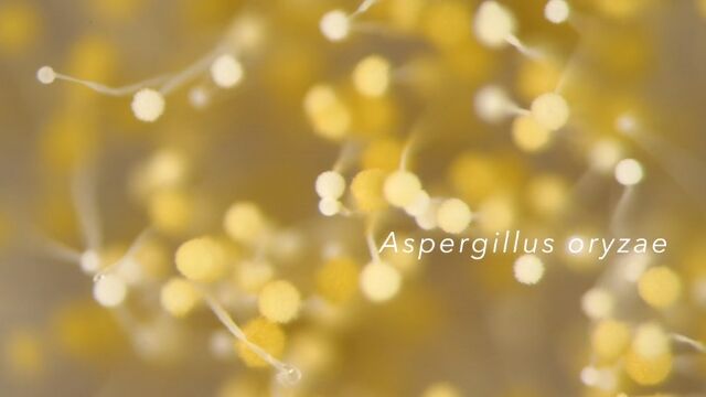 ������äƸ���ȥ��Ӥ�빽��������ȯ�ڿ��ʤ˻Ȥ�4��Υ��Ӥ��ܼ̤����������ץ�