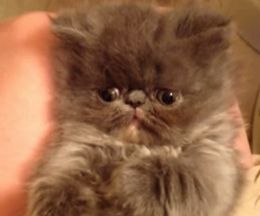 ����̲�����Ǥ����ͷ�Ӥ����ҥޥ���λ�ǭ