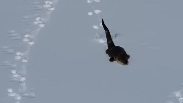 走って滑って楽しそう。凍った川の上を滑って遊ぶカナダカワウソ