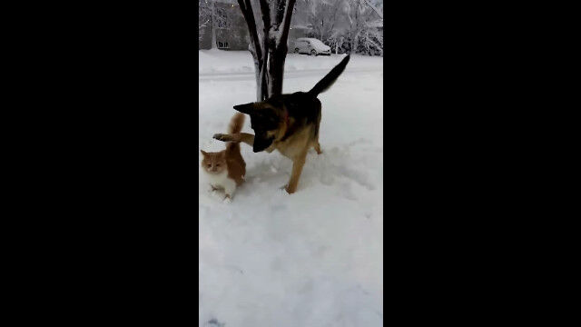 勢い余って?猫の顔を雪の中に叩きつける犬がちょっとひどい