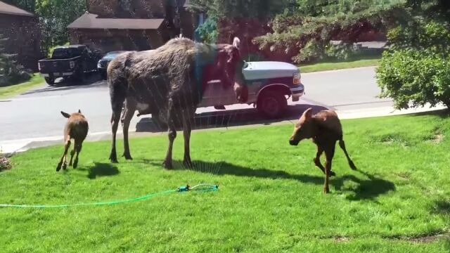 إ饸οƻҡץ󥯥顼ǽ