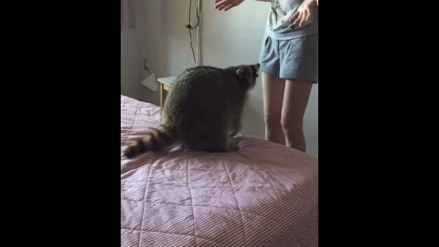 ひっくり返されワシャワシャされて。お姉さんに翻弄されるアライグマ