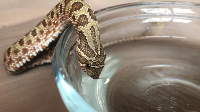 ����äȰճ������̤˸���Ĥ��ƥ������������ॻ���֥����Хʥإ�