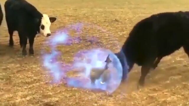 �볦��ĥ�ꡢ���������Ϳʤ�����ߤ�륬���祦