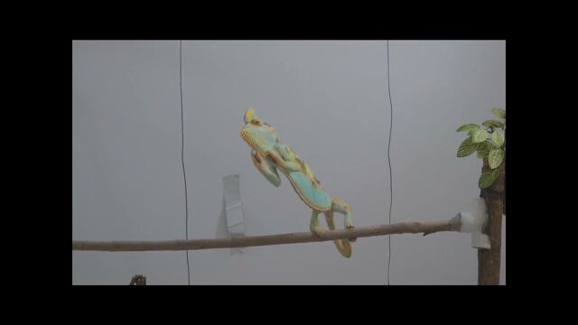 �����ʤäƥ���顣����쥪��εᰦ��ư������������