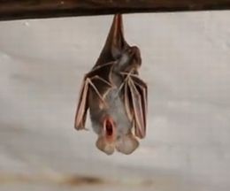 �֤鲼���ä��ޤ��礢���ӡ�����ä�̲�����ʥ�������������ɥ�