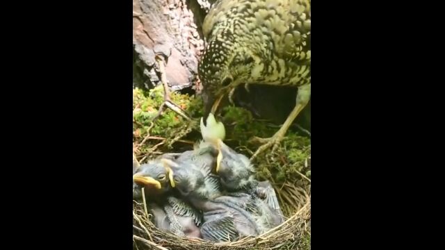 �ҥʤ�ʵ���Ļ�����٤ƾڵ��ǡ��Ῡ�Ԥ˸��Ĥ���ʤ��褦�ˤ��롢���祦�ӥ����ν���