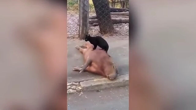 ��ǭ�ޥå������դ����Ӥ˥��åȥꡢ�Ȥ�Ǥ���륫�ԥХ餵��