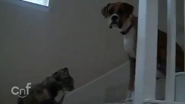 猫が怖くてたまらない!と、階段をなかなか降りられない大型犬
